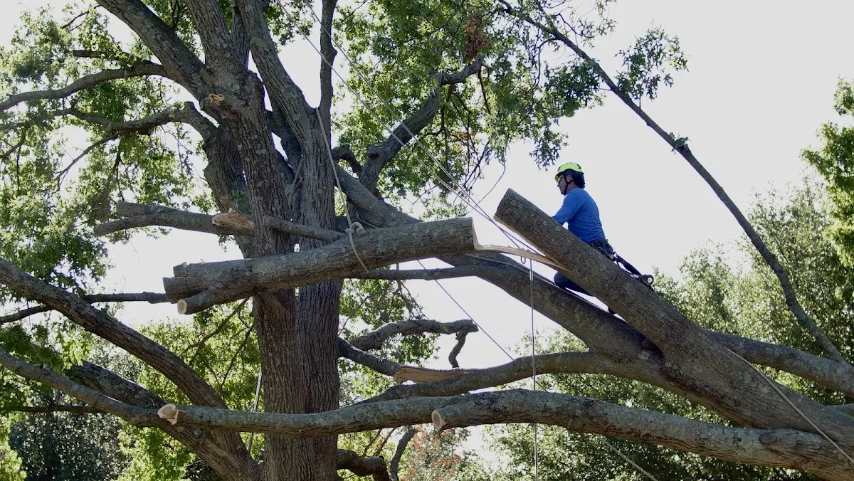 Professional Crown Thinning performed by certified arborists in Bisbee